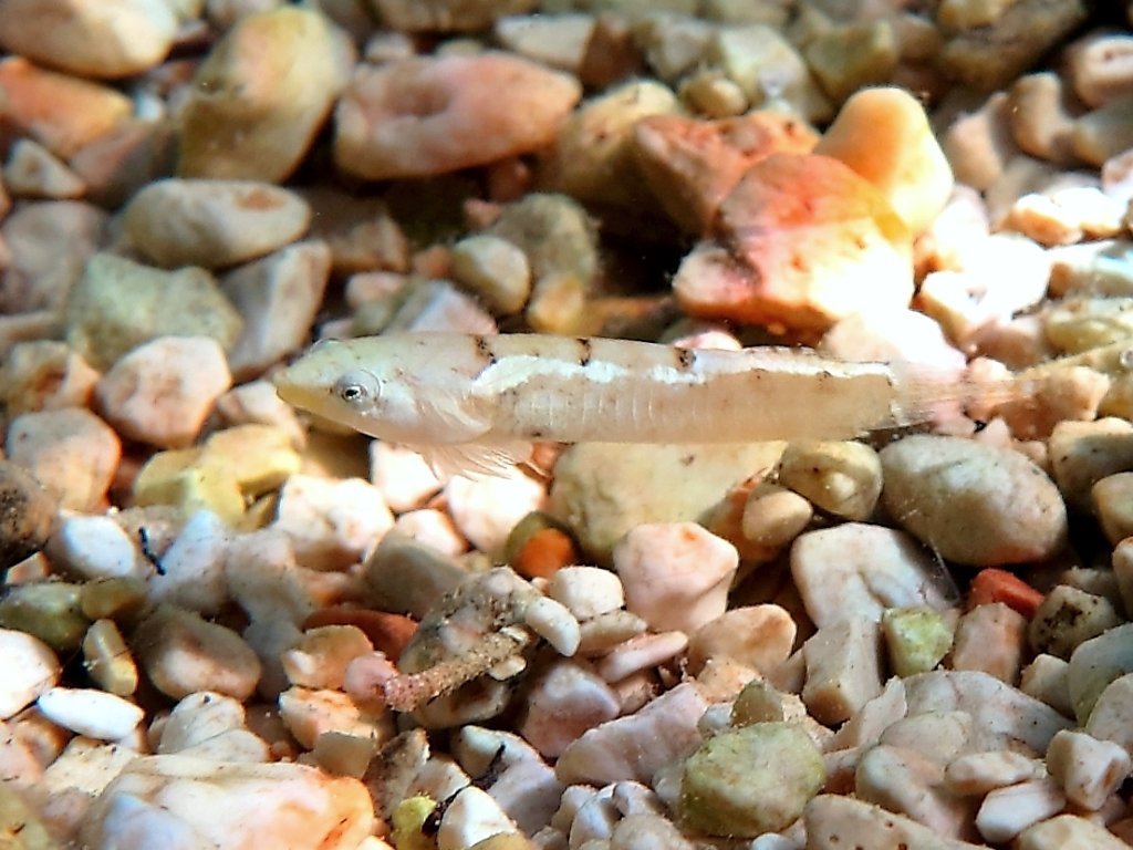 Diplecogaster bimaculata dalla Croazia